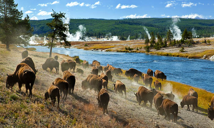 Parc Yellowstone Etats Unis