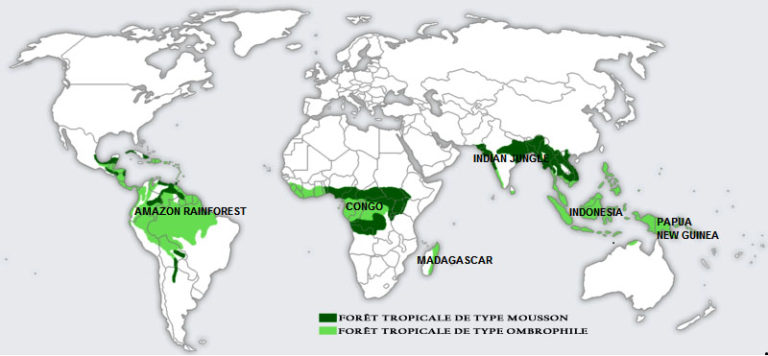 les zones des différentes forêts tropicales de la planète Anecdotes